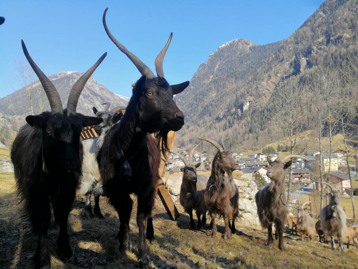 Agriturismo Alle Baite Branzi Exterior foto